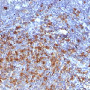 Formalin-fixed, paraffin-embedded human tonsil stained with Anti-IgG Mouse Monoclonal Antibody (IG266).