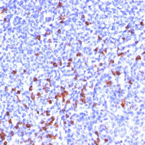 Formalin-fixed, paraffin-embedded human Tonsil stained with IgG Monoclonal Antibody (SPM556)