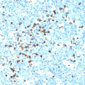 Formalin-fixed, paraffin-embedded human Tonsil stained with IgG Monoclonal Antibody (IG217 + IG266)