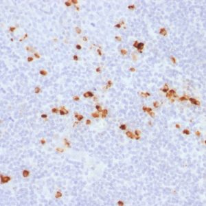 Formalin-fixed, paraffin-embedded human tonsil stained with IgG Rabbit Recombinant Monoclonal Antibody (IG507R).