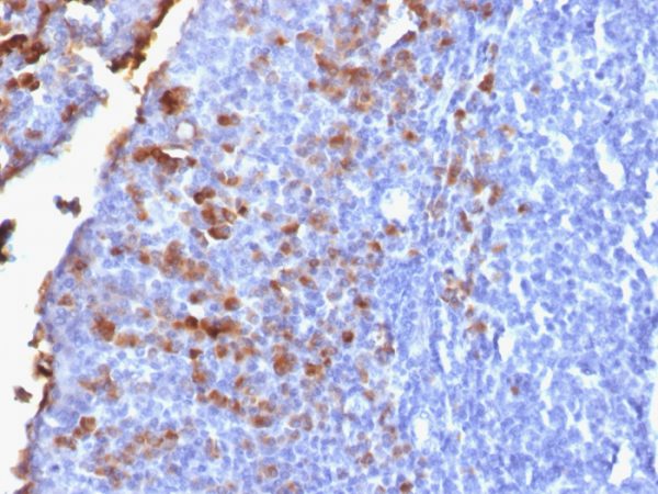 Formalin-fixed, paraffin-embedded human Tonsil stained with IgG Rabbit Recombinant Monoclonal Antibody (IG1707R).