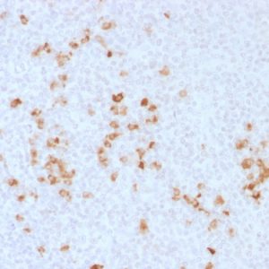 Formalin-fixed, paraffin-embedded human Tonsil stained with Anti-human IgG Rabbit Polyclonal Antibody.