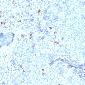 Formalin-fixed, paraffin-embedded human Tonsil stained with IgG4 Mouse Monoclonal Antibody (IGHG4/1345).