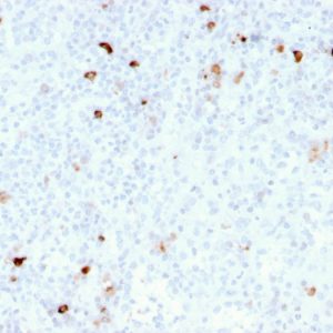 Formalin-fixed, paraffin-embedded human tonsil stained with IgM Recombinant Mouse Monoclonal Antibody (rIM260).