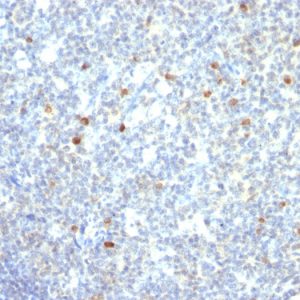 Formalin-fixed, paraffin-embedded human tonsil stained with IgM Mouse Monoclonal Antibody (IM260)