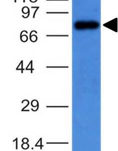 Western Blot on Raji cell lysate usimg Purified IgM Mouse Monoclonal Antibody (IM373).
