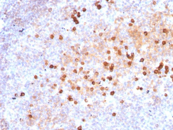 Formalin-fixed, paraffin-embedded human Tonsil stained with Purified IgM Mouse Monoclonal Antibody (IM373).