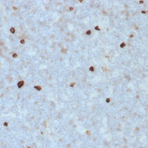 Formalin-fixed, paraffin-embedded human Tonsil stained with IgM Mouse Monoclonal Antibody (R1/69).