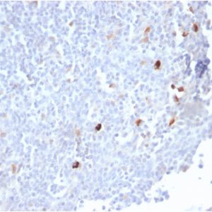 Formalin-fixed, paraffin-embedded human Tonsil stained with IgMRabbit Recombinant Monoclonal Antibody (IGHM/2559R).