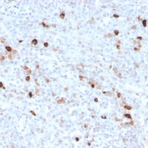 Formalin-fixed, paraffin-embedded human spleen stained with IgM Recombinant Rabbit Monoclonal Antibody (IGHM/3776R).