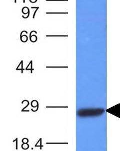 Western Blot Analysis of Raji cell lysate using Kappa Light Chain Mouse Monoclonal Antibody (L1C1).