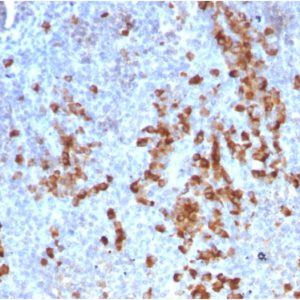 Formalin-fixed, paraffin-embedded human Tonsil stained with Kappa Light Chain Mouse Recombinant Monoclonal Ab (rKLC709).