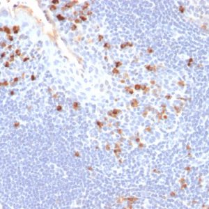 Formalin-fixed, paraffin-embedded human Tonsil stained with Kappa Light Chain Mouse Monoclonal Antibody (HP6053).