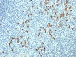Formalin-fixed, paraffin-embedded human Tonsil stained with Lambda Light Chain Mouse Monoclonal Antibody (HP6054).