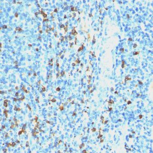 Formalin-fixed, paraffin-embedded human Tonsil stained with Lambda Light Chain Ab (SPM559).
