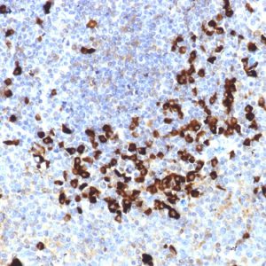 Formalin-fixed, paraffin-embedded human tonsil stained with Lambda Light Chain Mouse Monoclonal Antibody (LLC/1738).