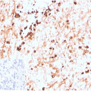 Formalin-fixed, paraffin-embedded human spleen stained with Lambda Light Chain Recombinant Rabbit Monoclonal (LLC/3774R). Inset: PBS instead of primary antibody; secondary only negative control.