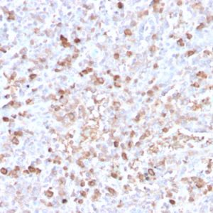 Formalin-fixed, paraffin-embedded human spleen stained with Lambda Light Chain Recombinant Rabbit Monoclonal Antibody (LLC/3778R).