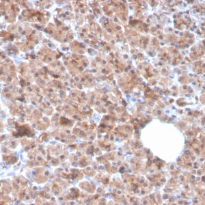 Formalin-fixed, paraffin-embedded human pancreas stained with Interleukin-1 alpha (IL-1A) Mouse Monoclonal Antibody (IL1A/3982).