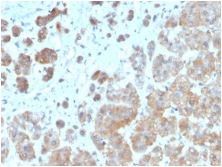 Formalin-fixed, paraffin-embedded human adrenal gland stained with Interleukin-1 Beta (IL-1B) Mouse Monoclonal Antibody (IL1B/3993).