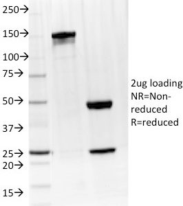 SDS-PAGE Analysis of Purified IL-4 Mouse Monoclonal Antibody (IL4/1597). Confirmation of Integrity and Purity of Antibody.