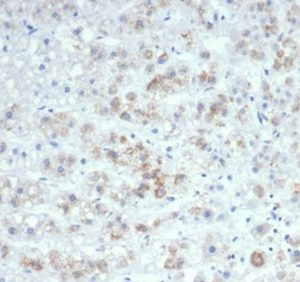 Formalin-fixed, paraffin-embedded human adrenal gland stained with IL-6 Mouse Monoclonal Antibody (IL6/4647) at 2ug/ml. HIER: Tris/EDTA, pH9.0, 45min. 2 °: HRP-polymer, 30min. DAB, 5min.