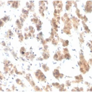 Formalin-fixed, paraffin-embedded human adrenal gland stained with Interleukin-7 (IL-7) Mouse Monoclonal Antibody (IL7/4012). HIER: Tris/EDTA, pH9.0, 45min. 2°C: HRP-polymer, 30min. DAB, 5min.