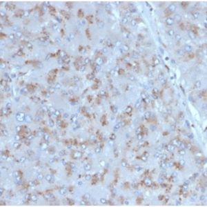 Formalin-fixed, paraffin-embedded human adrenal gland stained with Interleukin-15 (IL-15) Mouse Monoclonal Antibody (IL15/4353). HIER: Tris/EDTA, pH9.0, 45min. 2°C: HRP-polymer, 30min. DAB, 5min.
