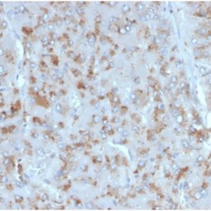Formalin-fixed, paraffin-embedded human adrenal gland stained with Interleukin-15 (IL-15) Mouse Monoclonal Antibody (IL15/4354). HIER: Tris/EDTA, pH9.0, 45min. 2°C: HRP-polymer, 30min. DAB, 5min.