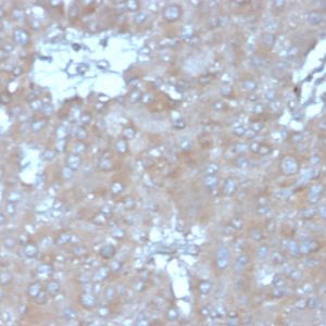 Formalin-fixed, paraffin-embedded human adrenal gland stained with Interleukin-15 (IL-15) Mouse Monoclonal Antibody (IL15/4355). HIER: Tris/EDTA, pH9.0, 45min. 2°C: HRP-polymer, 30min. DAB, 5min.