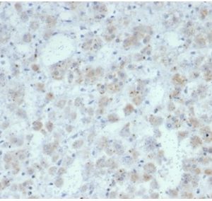 Formalin-fixed, paraffin-embedded human adrenal gland stained with Interleukin-15 (IL-15) Recombinant Rabbit Monoclonal Antibody (IL15/7048R). HIER: Tris/EDTA, pH9.0, 45min. 2°C: HRP-polymer, 30min. DAB, 5min.