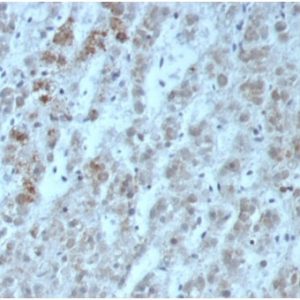 Formalin-fixed, paraffin-embedded human adrenal glandstained with Interleukin-15Recombinant Rabbit Monoclonal Antibody (IL15/6971R). HIER: Tris/EDTA, pH9.0, 45min. 2°C: HRP-polymer, 30min. DAB, 5min.