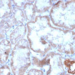 Formalin-fixed, paraffin-embedded human kidney stained with CD137 Recombinant Mouse Monoclonal Antibody (r4-1BB/4603).