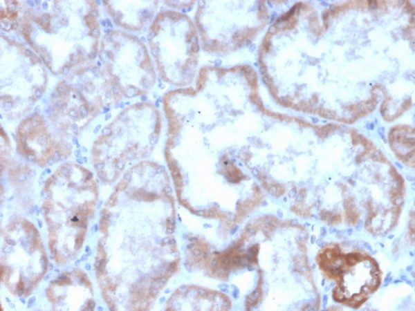 Formalin-fixed, paraffin-embedded human kidney stained with CD137 Recombinant Mouse Monoclonal Antibody (r4-1BB/4603).