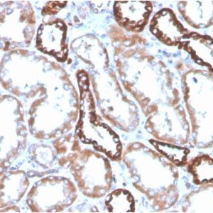 Formalin-fixed, paraffin-embedded kidney stained with CD137 Recombinant Rabbit Monoclonal Antibody (4-1BB/4552R).