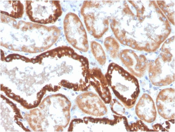 Formalin-fixed, paraffin-embedded human kidney stained with CD137 Recombinant Rabbit Monoclonal Antibody (4-1BB/4552R).