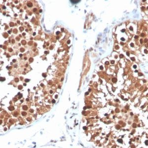 Formalin-fixed, paraffin-embedded human testis stained with Inhibin, alpha Mouse Monoclonal Antibody (INHA/4265).
