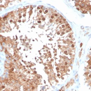 Formalin-fixed, paraffin-embedded human testis stained with Inhibin, alpha Mouse Monoclonal Antibody (INHA/4266).