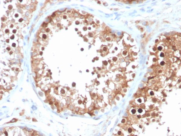 Formalin-fixed, paraffin-embedded human testis stained with Inhibin, alpha Mouse Monoclonal Antibody (INHA/4266).