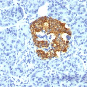 Formalin-fixed, paraffin-embedded human Pancreas stained with Insulin Mouse Monoclonal Antibody (2D11-H5).