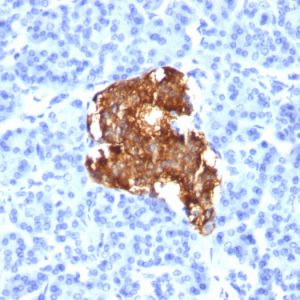 Formalin-fixed, paraffin-embedded human Pancreas stained with Insulin Mouse Monoclonal Antibody (E2-E3).