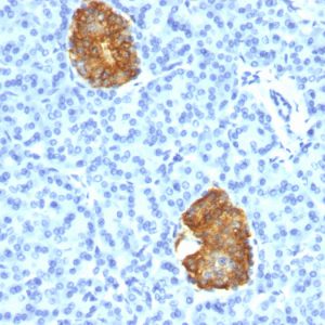 Formalin-fixed, paraffin-embedded human Pancreas stained with Insulin Mouse Monoclonal Antibody (E2-E3+2D11-H5).