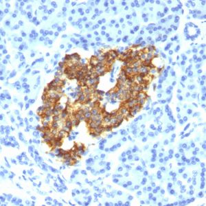 Formalin-fixed, paraffin-embedded human Pancreas stained with Insulin Mouse Monoclonal Antibody (IRDN/794).