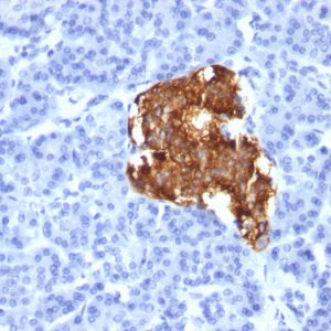 Formalin-fixed, paraffin-embedded human pancreas stained with Insulin Monoclonal Antibody (IRDN/805).
