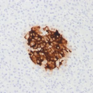Formalin-fixed, paraffin-embedded human Pancreas stained with Insulin Mouse Recombinant Monoclonal Antibody (rIRDN/805).