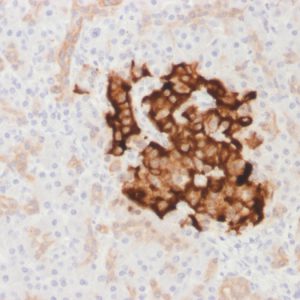 Formalin-fixed, paraffin-embedded human Pancreas stained with Insulin Rabbit Recombinant Monoclonal Antibody (IRDN/1980R).