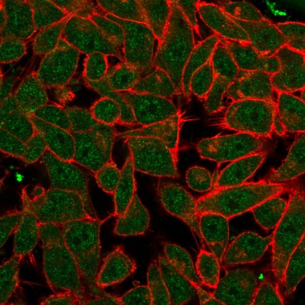 Immunofluorescence Analysis of PFA-fixed HeLa cells. PDX1 Mouse Monoclonal Antibody (PCRP-PDX1-2C11) followed by goat anti-mouse IgG-CF488 (green); phalloidin counterstain (red).