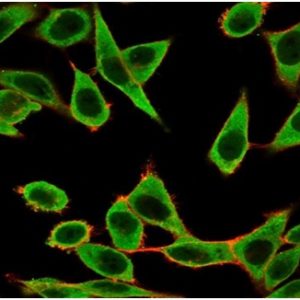 Immunofluorescence Analysis of HeLa cells using IRF3 Mouse Monoclonal Antibody (PCRP-IRF3-1E11) followed by goat anti-mouse IgG-CF488 (green). Counterstain is phalloidin.