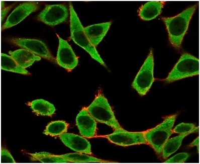 Immunofluorescence Analysis of HeLa cells using IRF3 Mouse Monoclonal Antibody (PCRP-IRF3-1E11) followed by goat anti-mouse IgG-CF488 (green). Counterstain is phalloidin. IRF3 Antibody