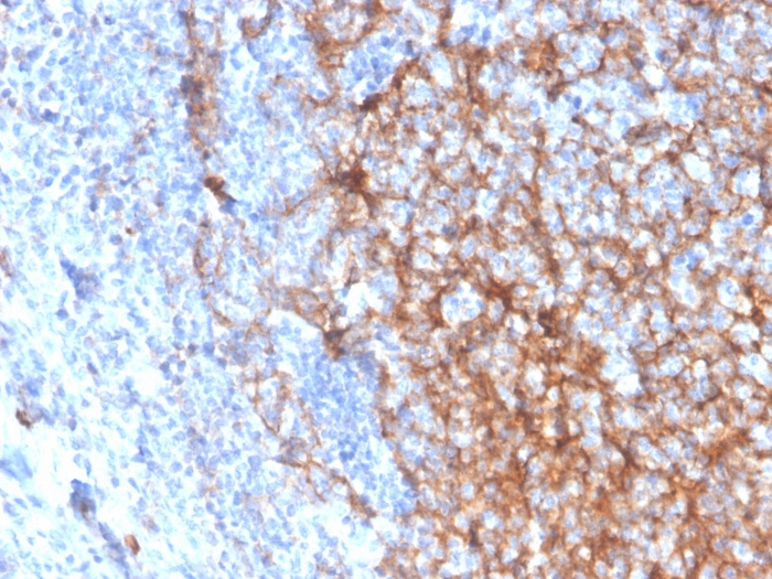 Formalin-fixed, paraffin-embedded human tonsil stained with CD11b Monospecific Mouse Monoclonal Antibody (ITGAM/3337). CD11b / MAC-1 (Microglial Marker) Antibody